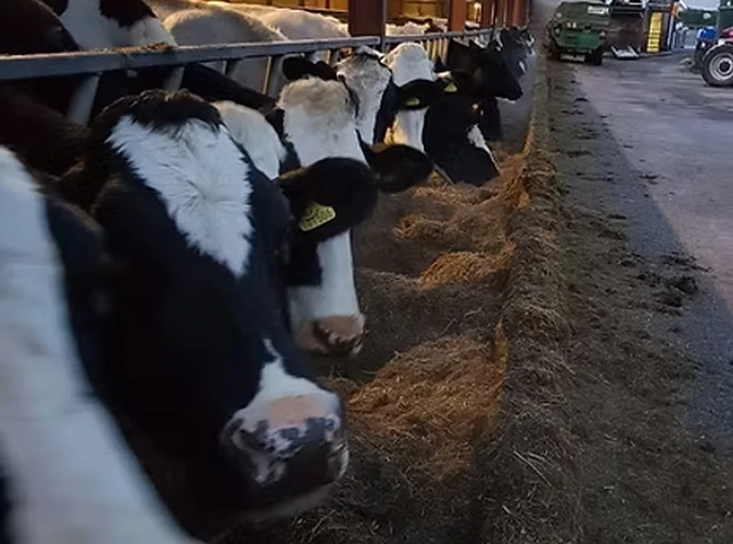 Cows feeding on a Lancashire dairy farm